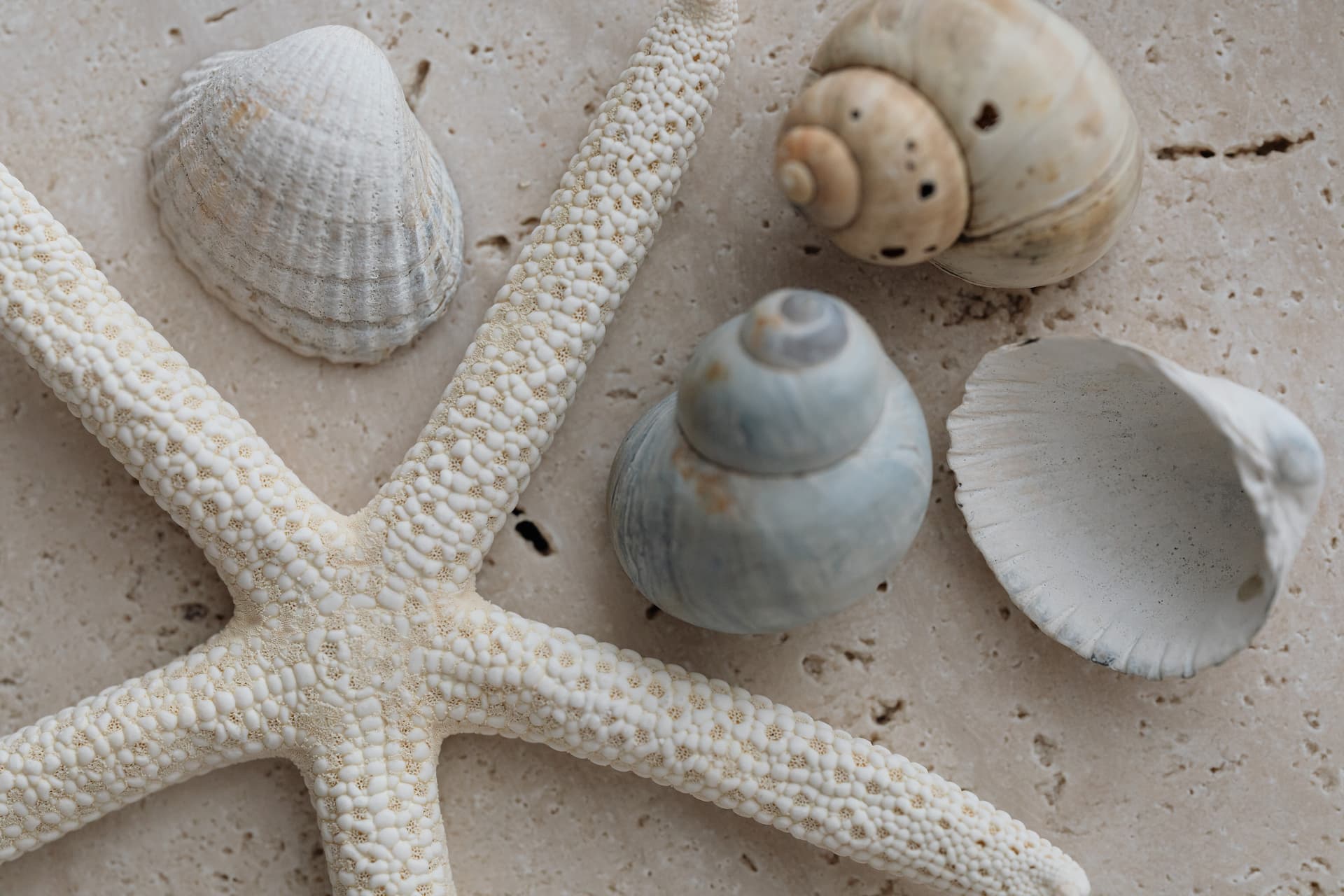 Estrella de mar, conchas y caracolas decoran una casa en la playa